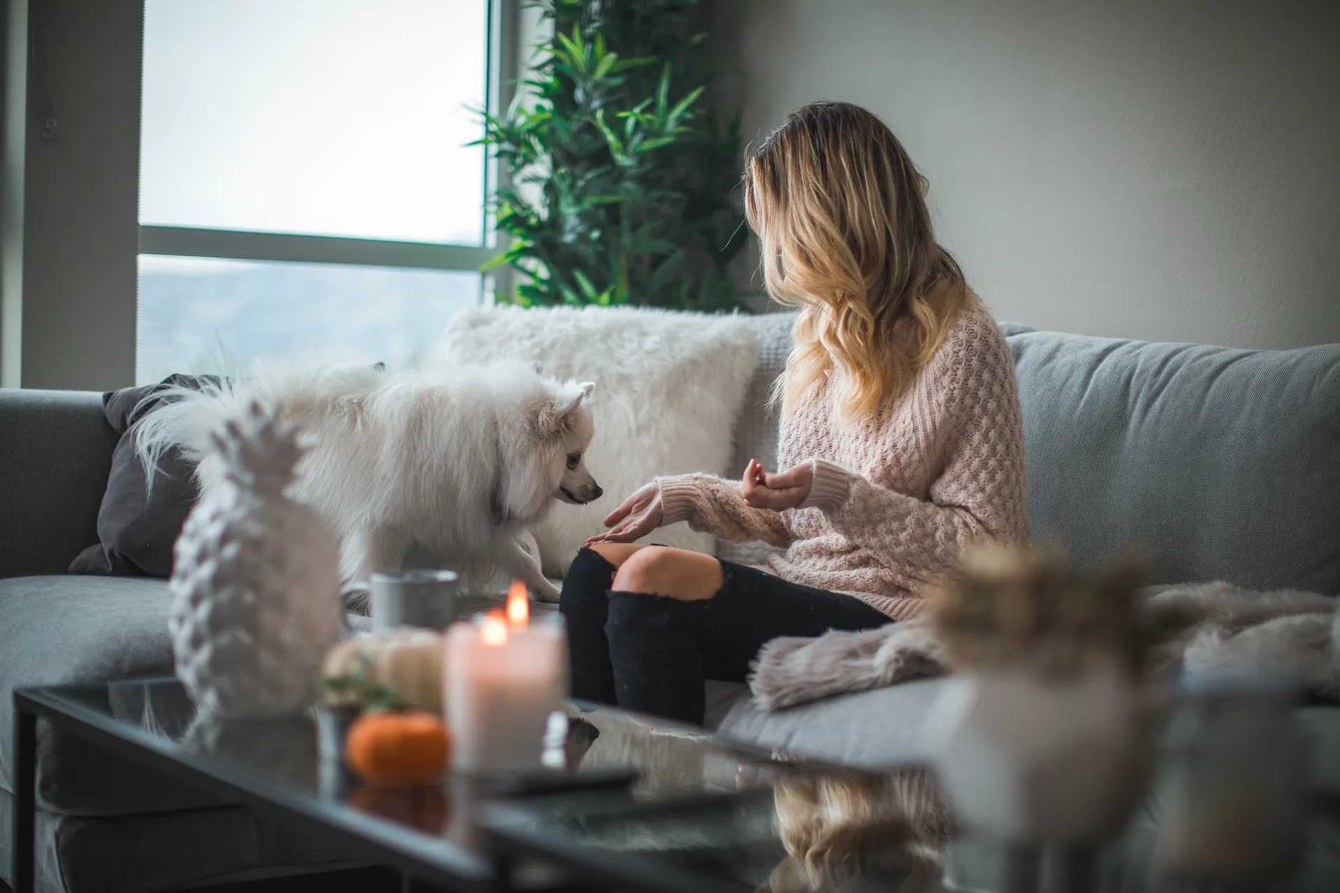 hund och tjej sitter i soffan och tar kredit